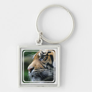 Tijger Afbeelding Sleutelhanger