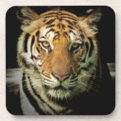 tijger bier onderzetter (Voorkant)