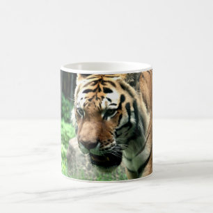 Tijger bij de Mok van de Bronx-dierentuin