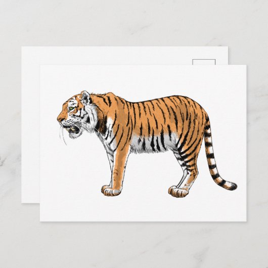 tijger briefkaart (Voorkant / Achterkant)