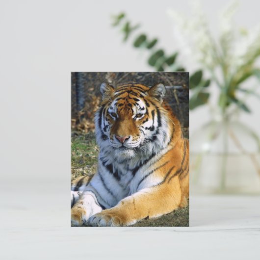 Tijger Briefkaart (Staand voorkant)