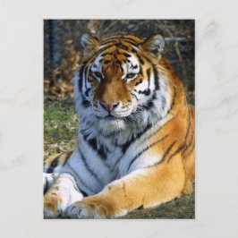 Tijger Briefkaart