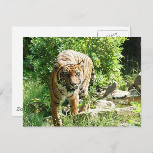 tijger briefkaart (Voorkant / Achterkant)