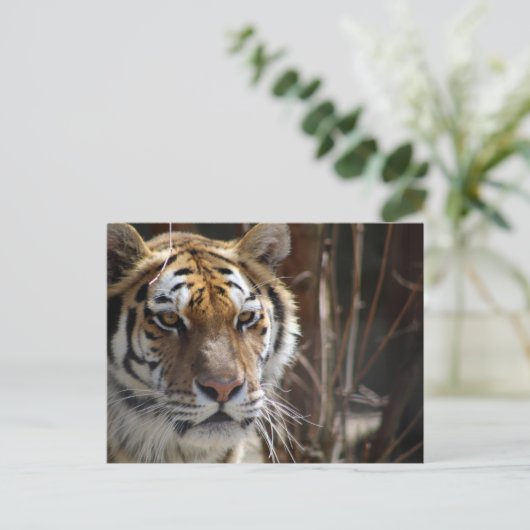 tijger briefkaart (Staand voorkant)