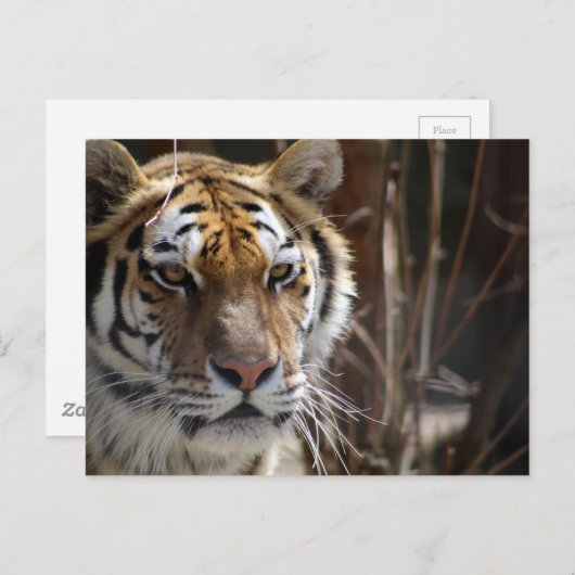 tijger briefkaart (Voorkant / Achterkant)