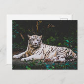 tijger briefkaart (Voorkant / Achterkant)