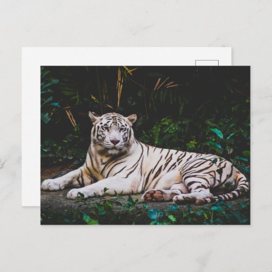 tijger briefkaart (Voorkant / Achterkant)