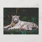 tijger briefkaart (Voorkant)
