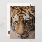 tijger briefkaart (Voorkant / Achterkant)