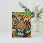 tijger briefkaart (Staand voorkant)