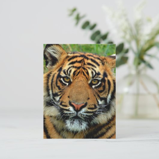 tijger briefkaart (Staand voorkant)