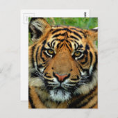 tijger briefkaart (Voorkant / Achterkant)