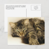 Tijger Briefkaart (Voorkant / Achterkant)