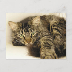 Tijger Briefkaart