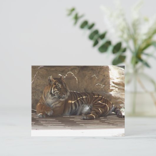 tijger briefkaart (Staand voorkant)