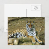 tijger briefkaart (Voorkant / Achterkant)