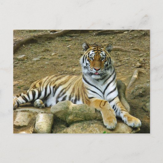 tijger briefkaart (Voorkant)