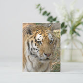 tijger briefkaart (Staand voorkant)