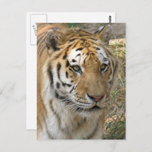 tijger briefkaart (Voorkant / Achterkant)