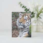 tijger briefkaart (Staand voorkant)