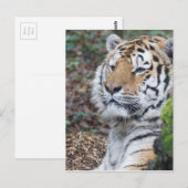 tijger briefkaart (Voorkant / Achterkant)