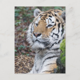 tijger briefkaart