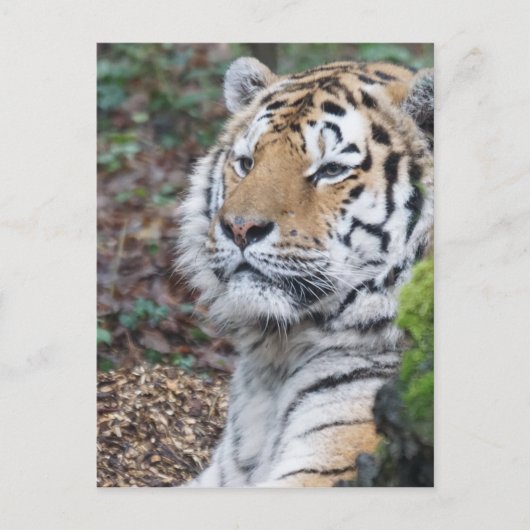 tijger briefkaart (Voorkant)