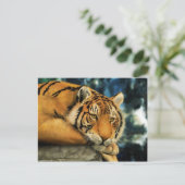 tijger briefkaart (Staand voorkant)