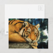tijger briefkaart (Voorkant / Achterkant)