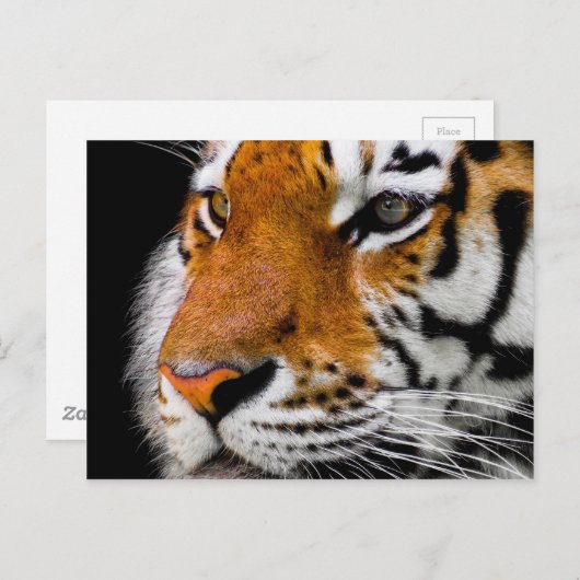 tijger briefkaart (Voorkant / Achterkant)