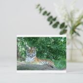 tijger briefkaart (Staand voorkant)