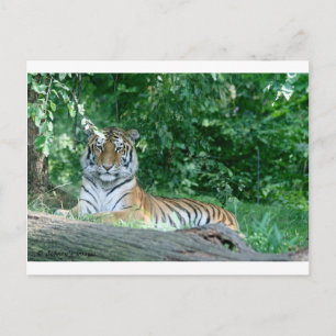 tijger briefkaart