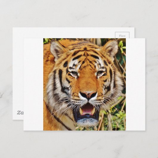 tijger briefkaart (Voorkant / Achterkant)