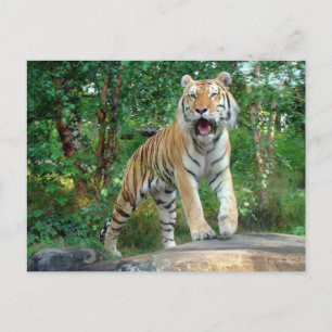 tijger briefkaart