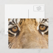 tijger briefkaart (Voorkant / Achterkant)