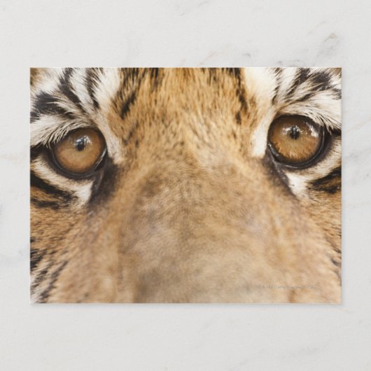 tijger briefkaart (Voorkant)
