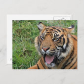 tijger briefkaart (Voorkant / Achterkant)