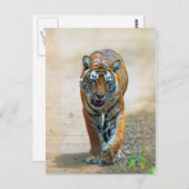 tijger briefkaart (Voorkant / Achterkant)