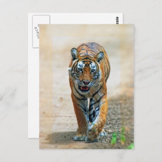 tijger briefkaart (Voorkant / Achterkant)