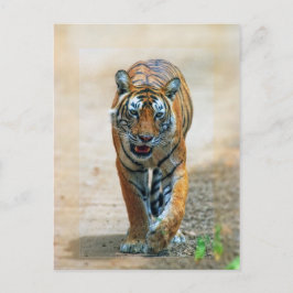 tijger briefkaart