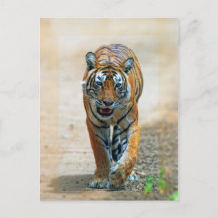 tijger briefkaart
