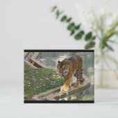 tijger briefkaart (Staand voorkant)
