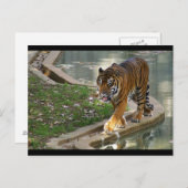 tijger briefkaart (Voorkant / Achterkant)