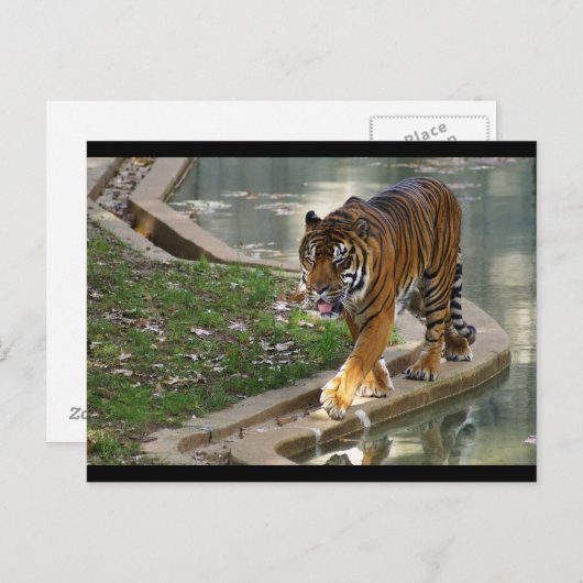 tijger briefkaart (Voorkant / Achterkant)