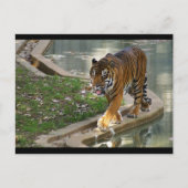 tijger briefkaart (Voorkant)