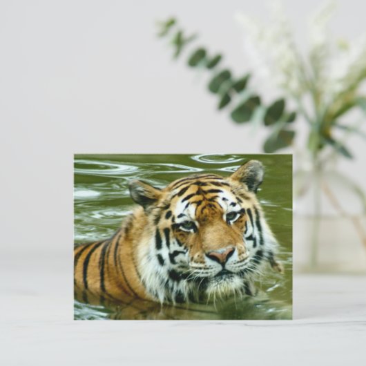 tijger briefkaart (Staand voorkant)