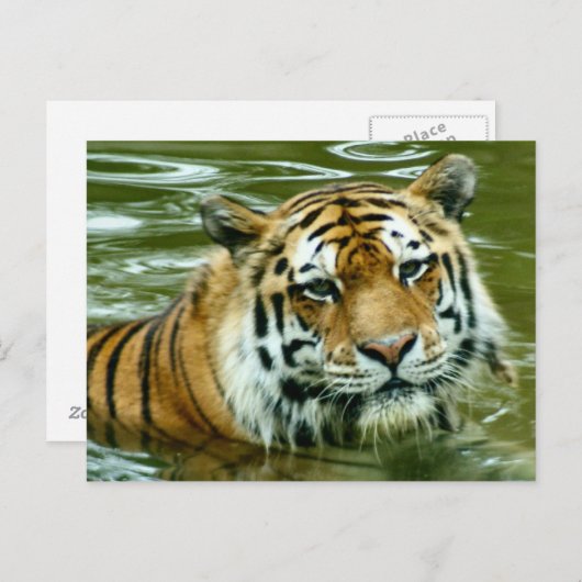 tijger briefkaart (Voorkant / Achterkant)