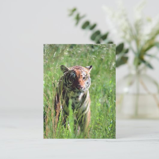 tijger briefkaart (Staand voorkant)