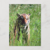 tijger briefkaart (Voorkant)