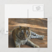 Tijger Briefkaart (Voorkant / Achterkant)
